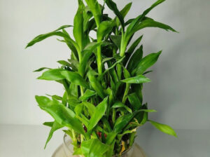 2 layer bambo plant