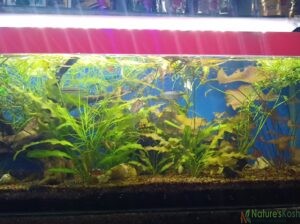 Live aquarium plants – Laxmi fish aquarium shop