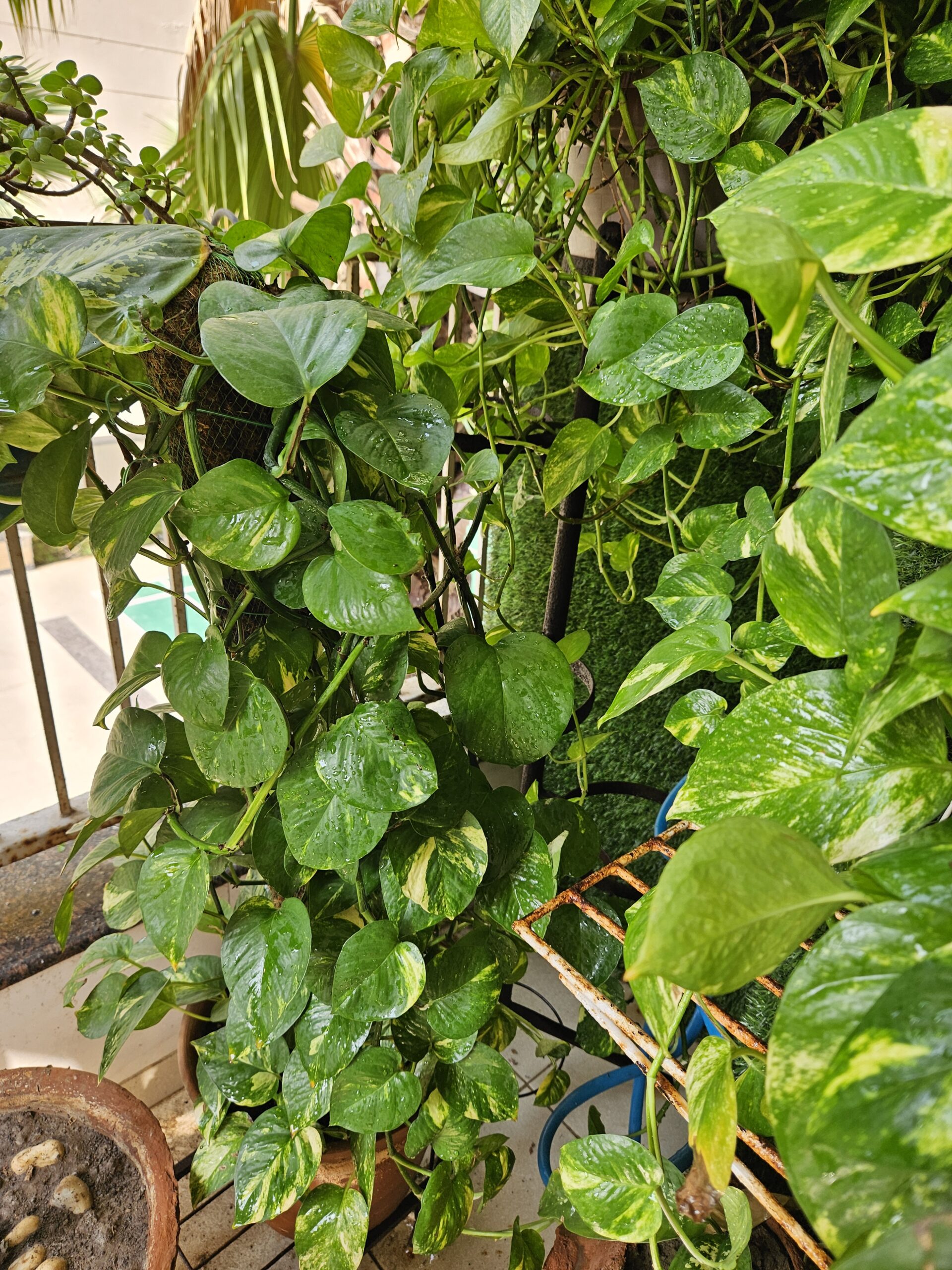 Money Plant with pot