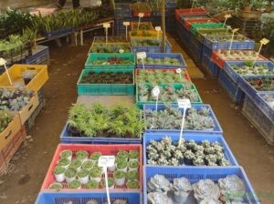 indoor plant – Saini Plant Home Nursery