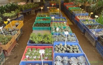 indoor plant – Saini Plant Home Nursery