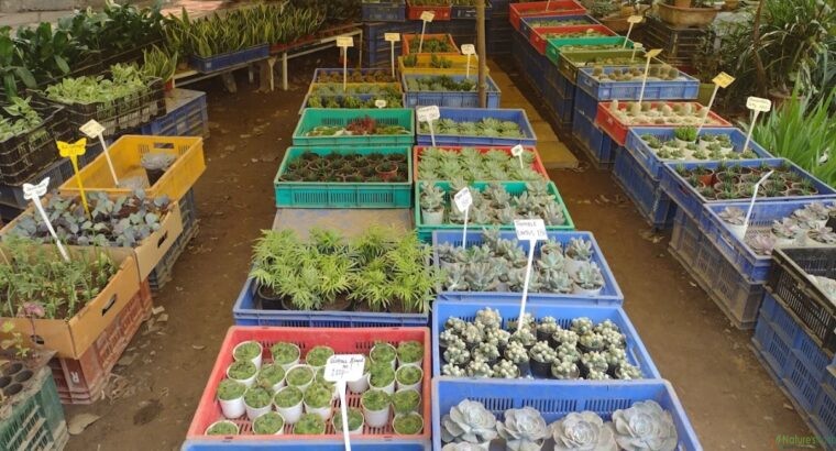 indoor plant – Saini Plant Home Nursery