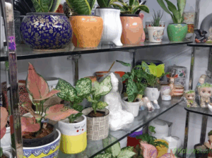 Ceremic pots seller in laxmi nagar – Fernkrafts