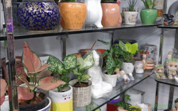 Ceremic pots seller in laxmi nagar – Fernkrafts