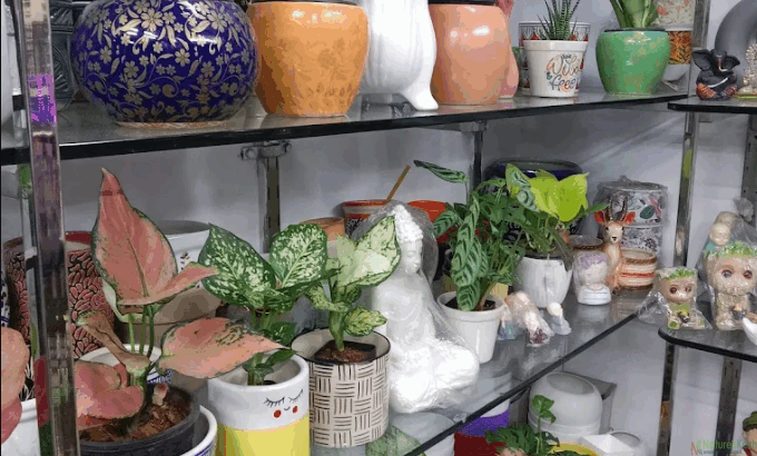 Ceremic pots seller in laxmi nagar – Fernkrafts